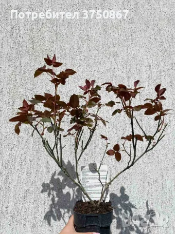 🌹РОЗА 🌹 VELASQUEZ® / Sexy PERFUMELLA® Meimirtylus 🌹, снимка 6 - Градински цветя и растения - 49672735