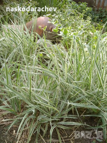 Декоративна пъстра трева Фаларис (Phalaris picta) за Вашата красива градина, снимка 1 - Градински цветя и растения - 29201960