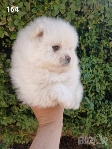 Мъжки и женски Померани.Реални снимки ! 
