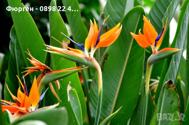 Кралска стрелиция (Strelitzia reginae), снимка 7 - Разсади - 52906618