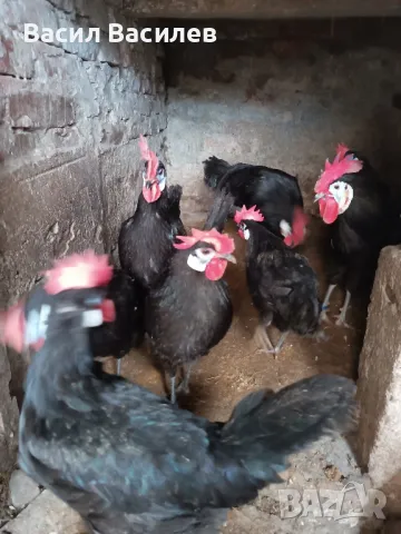 Продавам разплодни яйца от испанска белолика , снимка 4 - Кокошки и пуйки - 49244693