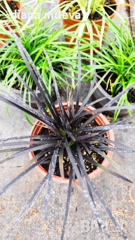 Промо пакет от 6 бр Декоративни треви, снимка 8 - Градински цветя и растения - 52101684