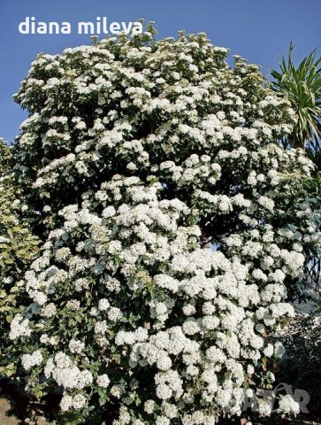  Вибурнум Тинус Ева Прайс, Viburnum Eva Price или още Калина !!!, снимка 1