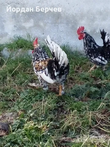 Японски петлета, снимка 5 - други­ - 48949968