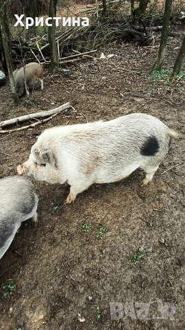 виетнамски прасета, снимка 6 - Прасета - 54004355