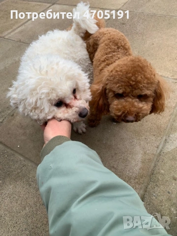 Изключително малък, чистокръвен и красив Той Пудел за разплод, снимка 6 - Пудели - 53056503