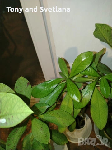 Каучуково дърво (Euphorbia Synadenium) - саксийно растение. , снимка 4 - Стайни растения - 51625139