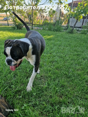 боксер , снимка 3 - Боксер - 52767434