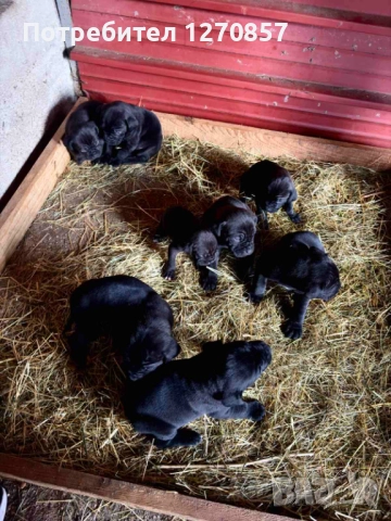 Кане Корсо бебета, снимка 3 - Кане корсо - 52553905