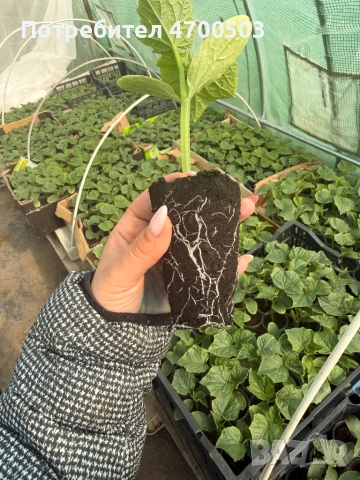 Разсад краставици Сандра F1