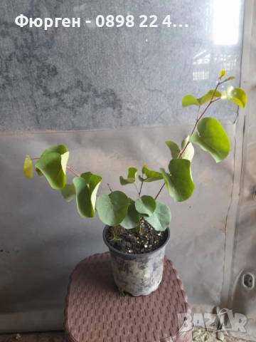 Див рожков (Cercis siliquastrum) Дърво на Юда, снимка 7 - Разсади - 49944879