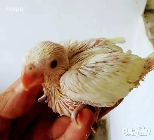 Бебета Малък Александър, ръчно хранени!, снимка 15 - Папагали - 50318040