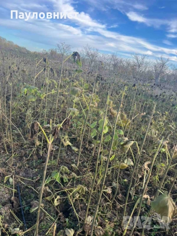 Пънчета и фиданки от пауловния томентоза , снимка 6 - Разсади - 34063631