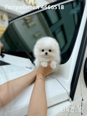 Изключителен мини померан, снимка 6 - Померан - 53213121