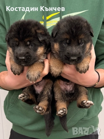 Немска овчарка кученца, снимка 3 - Немска овчарка - 52974378