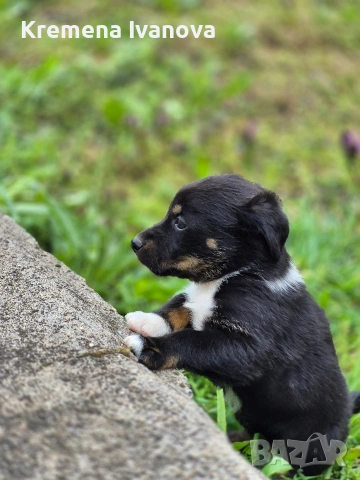подарявам женски кученца, снимка 5 - Други - 54102819
