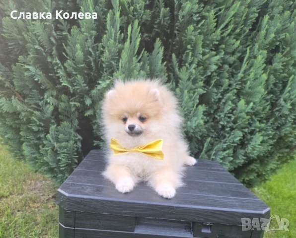 померан , снимка 1