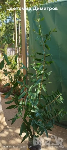 Растения в контейнер - бяла върба, нар, текома, люляк, праскова, къпини без бодли, дюля, снимка 3 - Градински цветя и растения - 49450739