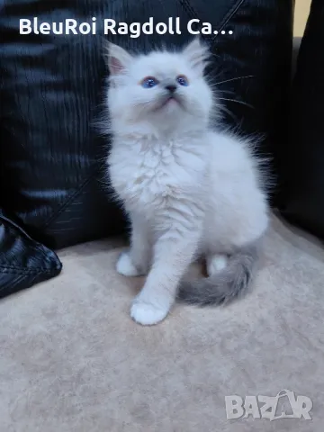 Рагдол/Регдол.Bleuroi ragdoll cattery, снимка 10 - Други - 47381858