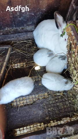 Зайци малки -цената е за бр., снимка 2 - Други животни - 54226617