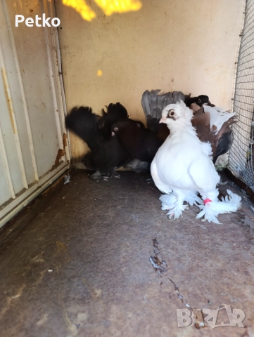 Гълъби ростовски, снимка 5 - Гълъби - 52224460