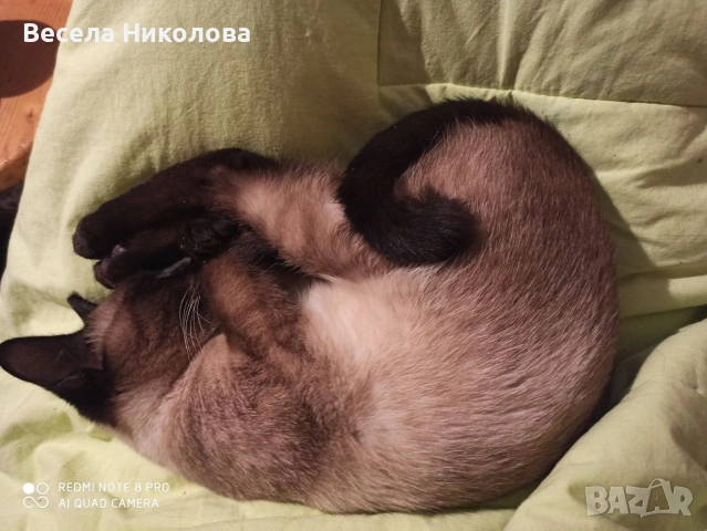 Продаваме сиамски котета , снимка 5 - Сиамска - 53921158