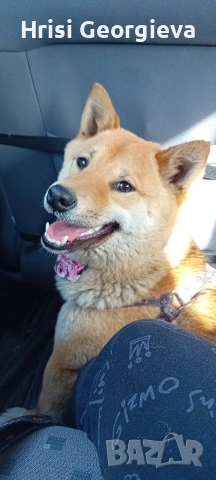 ЖЕНСКА ТЪРСИ ПАРТНЬОР ЗА РАЗПОЛОД, снимка 2 - Търси партньор - 54010721