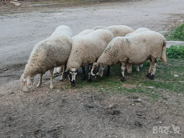 Свободни овце и коч, снимка 7 - Овце - 56132577