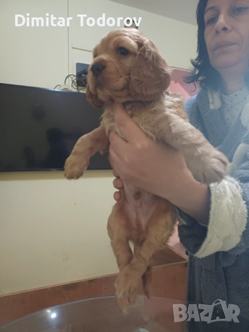 Кокерчета, снимка 2 - Кокер шпаньол - 52706929