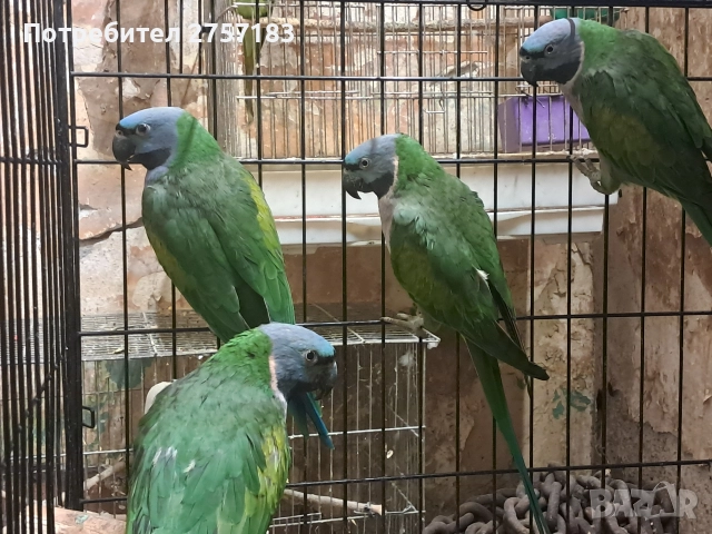 продавам папагали китаиски александар 2023 г 3 женски, снимка 7 - Папагали - 52755430