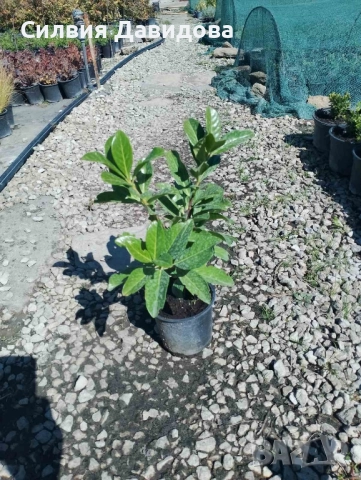Лавровишня , снимка 6 - Градински цветя и растения - 51752197