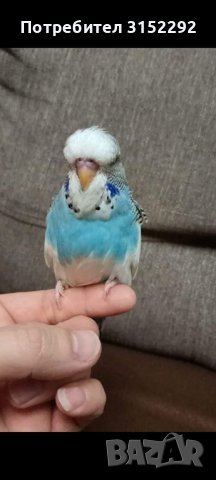 Ръчно хранен социален изложбен вълнист папагал   ръчно хранени, снимка 9 - Папагали - 42675098