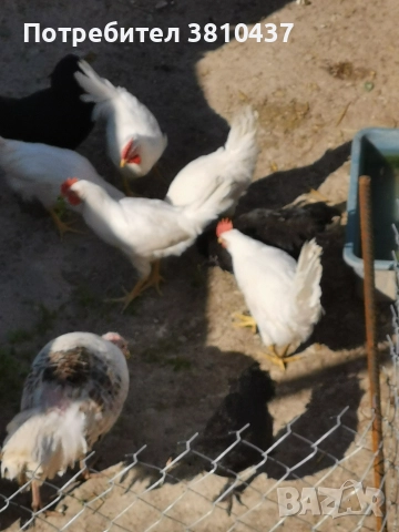 продавам Бял легхорн Ярки