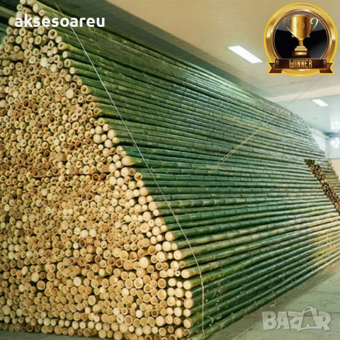 Висококачествени семена от гигантски бамбук Moso Bambo градински декоративни растения декорация за г, снимка 7 - Сортови семена и луковици - 37774141