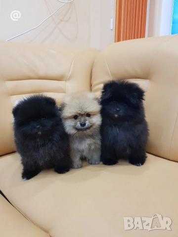 Померан померани Гр. София, снимка 7 - Померан - 52980596