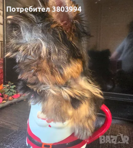 Супер мини момиченце Йоркширски териер на 4 месеца , снимка 4 - Йоркширски териер - 56245865