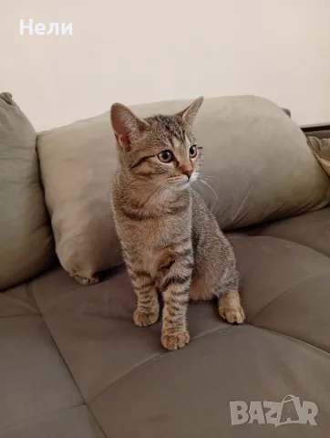 Коте Алис на 4 месеца си търси дом, снимка 5 - Други - 55904565