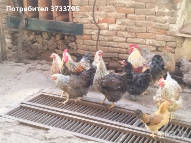 Оплодени яйца от катунски кокошки , снимка 3 - други­ - 44310300