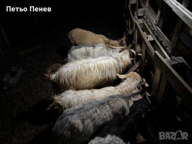 Млади заплодени кози пръч и малко пръчле , снимка 3 - Други животни - 53089870