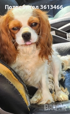 Кавалер кинг чарлз шпаньол трицветни и бленхайм , снимка 7 - Кавалер кинг чарлз шпаньол - 52872259