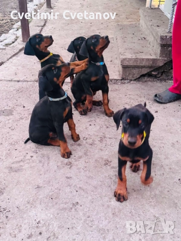 Доберманчета с родословни родители, снимка 9 - Доберман - 52974860