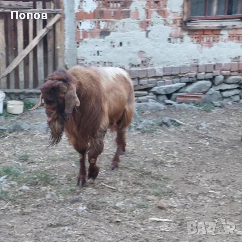 Продавам   пръч, снимка 3 - Кози - 56450070