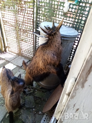 Продавам ярета, снимка 8 - Кози - 54335486