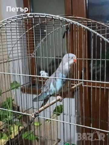 Женски принцов папагал Александрино. 