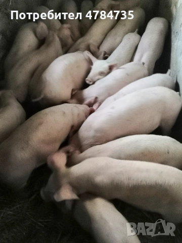 Свободни прасета  от 20 до 24кг, снимка 2 - Прасета - 54093631