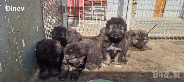 Кавказки овчарки , снимка 7 - Кавказка овчарка - 53990762