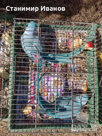 Александри 2021 2022год.различни цветове и мутации оформени птици., снимка 5 - Папагали - 39575600