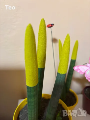 Растения от вида сансевиера (Sansevieria cylindrica 'Velvet Touchz') 20/30см., снимка 6 - Стайни растения - 56137480