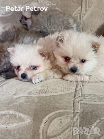 Мини шпиц , снимка 6 - Шпиц - 52816516