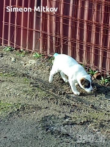 здравейте приятели продавам алабаѝ на 45 дена тел за контакт 0876891693, снимка 2 - Алабай - 53259151